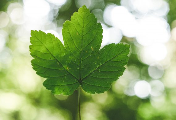 Environmental impacts of digitalization based on life-cycle assessment